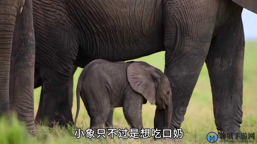 伊春園 2023 入口直達大象：探索奇妙動物世界